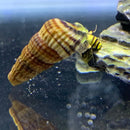 A striped conical seashell with a yellow and brown pattern housing a small bright green and black striped sulawesi king rabbit snail