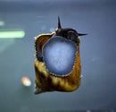 A brown and gold triangle rabbit snail tylomelania sinobartfeldi with a dark glossy head and blue shell opening