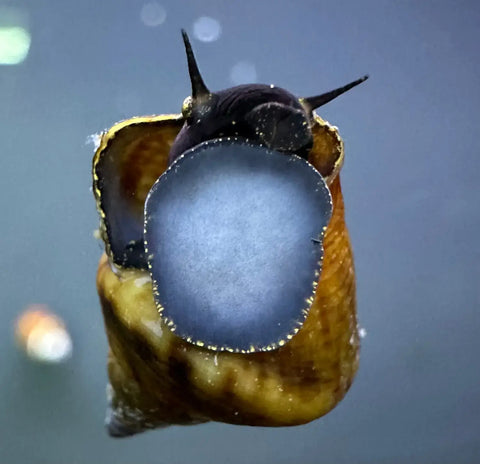 A close-up of a dark-bodied triangle rabbit snail with pointed antennae and a blue-gray marking on its brown shell