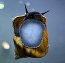 2 Triangle Rabbit Snails (Tylomelania sinobartfeldi) - [AquaticMotiv]