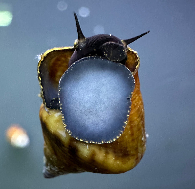 2 Triangle Rabbit Snails (Tylomelania sinobartfeldi) - [AquaticMotiv]