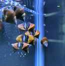 Two triangle rabbit snails tylomelania sinobartfeldi with brown and yellow bodies and dark glossy shells in clear aquarium