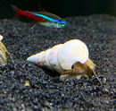 2 White Hercules Snails Brotia herculea in white conical striped shells