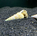 Cream-colored spiral seashell with brown accents on Brotia herculea snail
