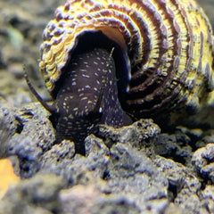 Black and white speckled hermit crab in yellow brown orange spiral shell