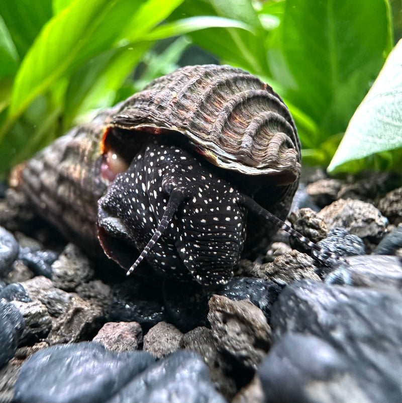 2 White Spotted Giant Sulawesi Rabbit Snails (Tylomelania Sp.) - [AquaticMotiv]