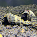 2 White Spotted Giant Sulawesi Rabbit Snail (Tylomelania Sp.) - AquaticMotiv