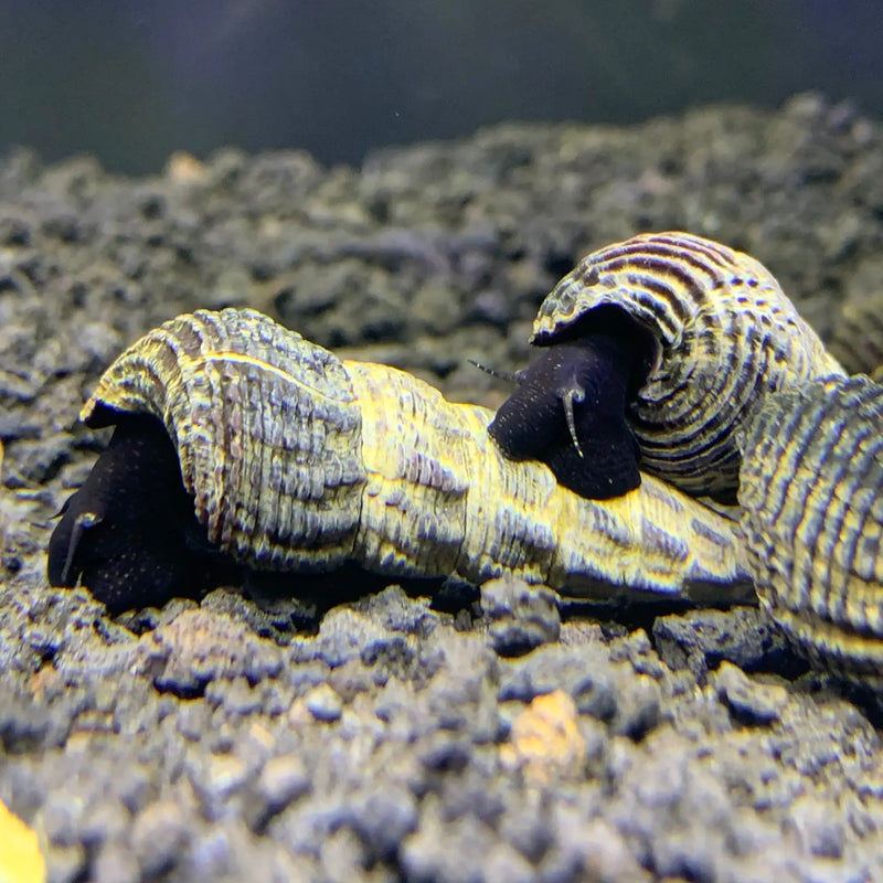 White Spotted Giant Sulawesi Rabbit Snails | Aquatic Motiv