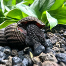 Black and white spotted giant Sulawesi rabbit snail on brown shell with green leaves