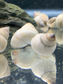2 White Wizard Trapdoor Snails (Filapaludina Martensi) - AquaticMotiv