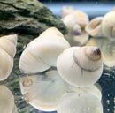 2 White Wizard Trapdoor Snails (Filapaludina Martensi) - AquaticMotiv