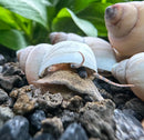 2 White Wizard Trapdoor Snails with white shell, brown eyes, tan body