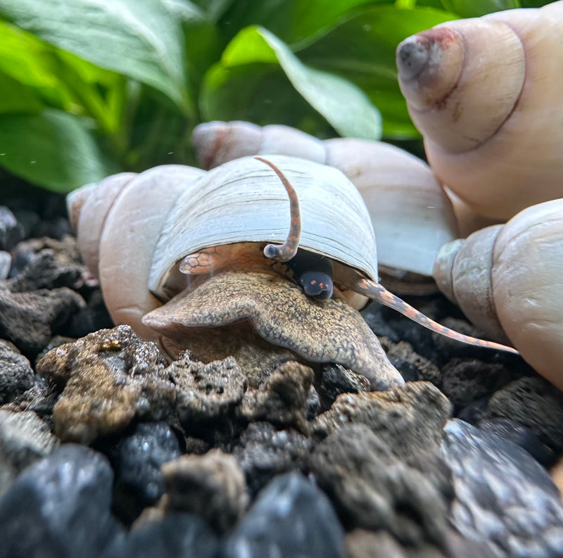2 White Wizard Trapdoor Snails (Filapaludina martensi) - [AquaticMotiv]