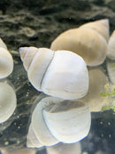 White spiral seashell with brown accents on 2 Wizard Trapdoor Snails