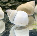 White spiral seashell with black markings on Filapaludina martensi snail