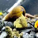 2 yellowish-brown wild green rabbit snails crawling on dark gravel