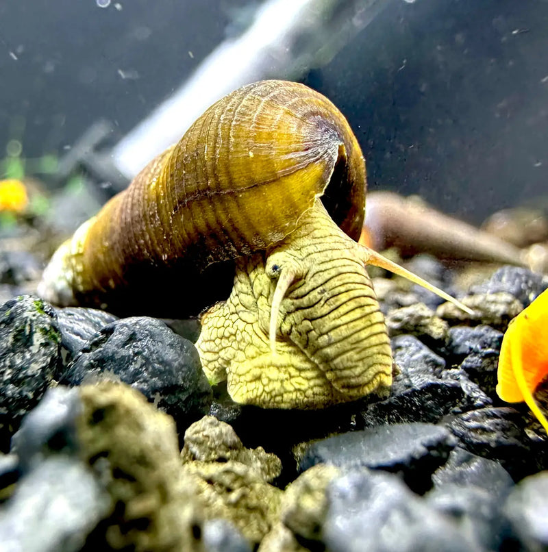 Wild Green Rabbit Snails Subtle Color and Cleanup | Aquatic Motiv