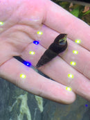 2 Wild Green Rabbit Snails (Tylomelania Sp.) - AquaticMotiv