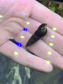 Dark brown glossy spiral snail shell of Tylomelania sp. rabbit snail