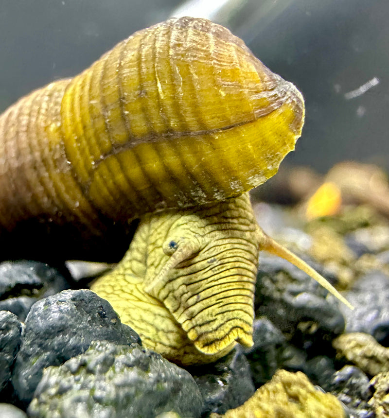 2 Wild Green Rabbit Snails (Tylomelania Sp.) - AquaticMotiv