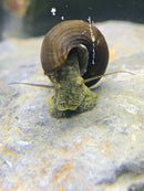 Two wild green rabbit snails emerging from brown spiraled shells