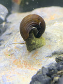 2 Wild Green Rabbit Snails (Tylomelania Sp.) - AquaticMotiv
