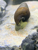Two wild green rabbit snails with brown spiraled shells and textured greenish-yellow bodies