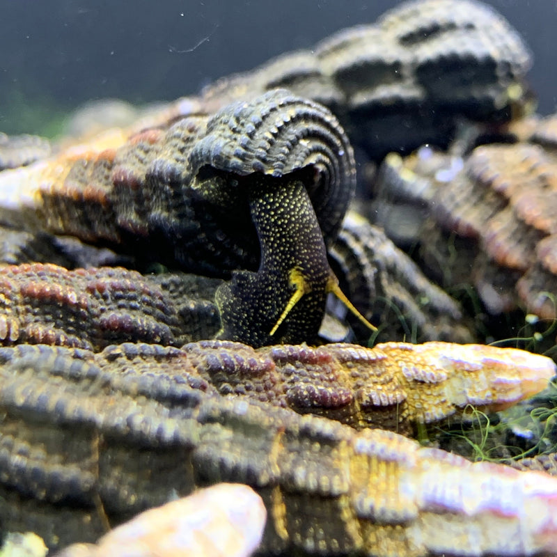 2 Yellow Antenna Sulawesi Rabbit Snails (Tylomelania Sp.) - AquaticMotiv