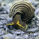 2 yellow antenna Sulawesi rabbit snails with black yellow stripes on dark gravel