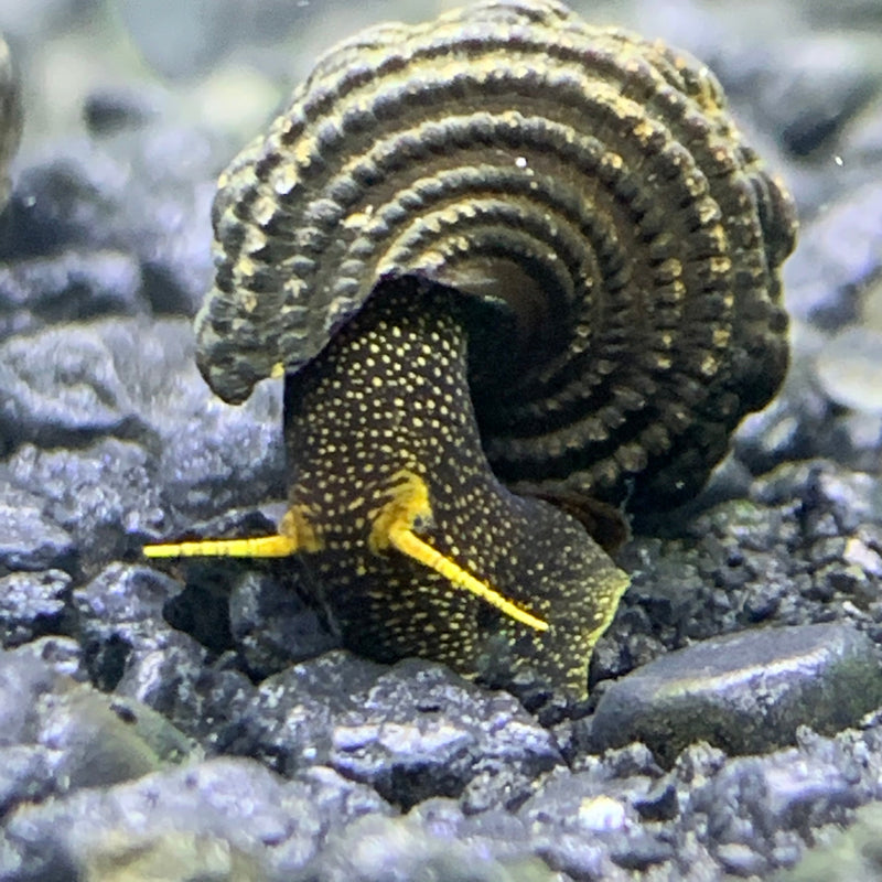 2 Yellow Antenna Sulawesi Rabbit Snails (Tylomelania Sp.) - AquaticMotiv