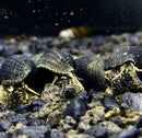 Black and gold snail shells on dark gravel with yellow flake rabbit snails