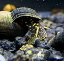 Yellow flake rabbit snails on spotted turtle shell rock