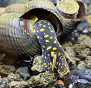 Yellow and black spotted sea slug on rocky substrate with shells