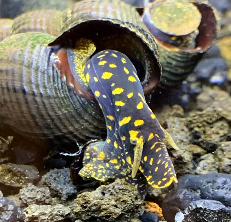 2 Yellow Flake Rabbit Snails (Tylomelania Sp.) - AquaticMotiv