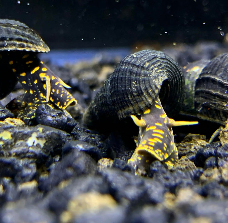 2 Yellow Flake Rabbit Snails (Tylomelania Sp.) - AquaticMotiv