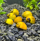 Two yellow Nerite snails with shells on aquarium gravel