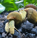 Pair of brown and yellow Poso rabbit snails on dark gravel