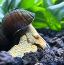 Vibrant yellow Poso rabbit snail on volcanic rock