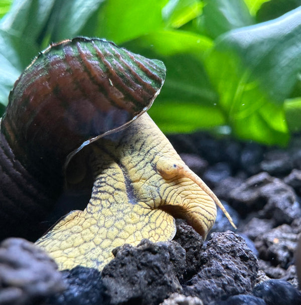 2 Yellow Poso Rabbit Snails (Tylomelania Sarasimorum) - [AquaticMotiv]