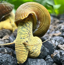 Vibrant yellow Poso rabbit snails with ridged shells and patterns