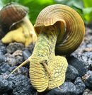 Vibrant yellow Poso rabbit snails with spiraled shells and black markings
