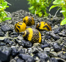 Yellow and black spotted Nerite snail shell on aquarium gravel