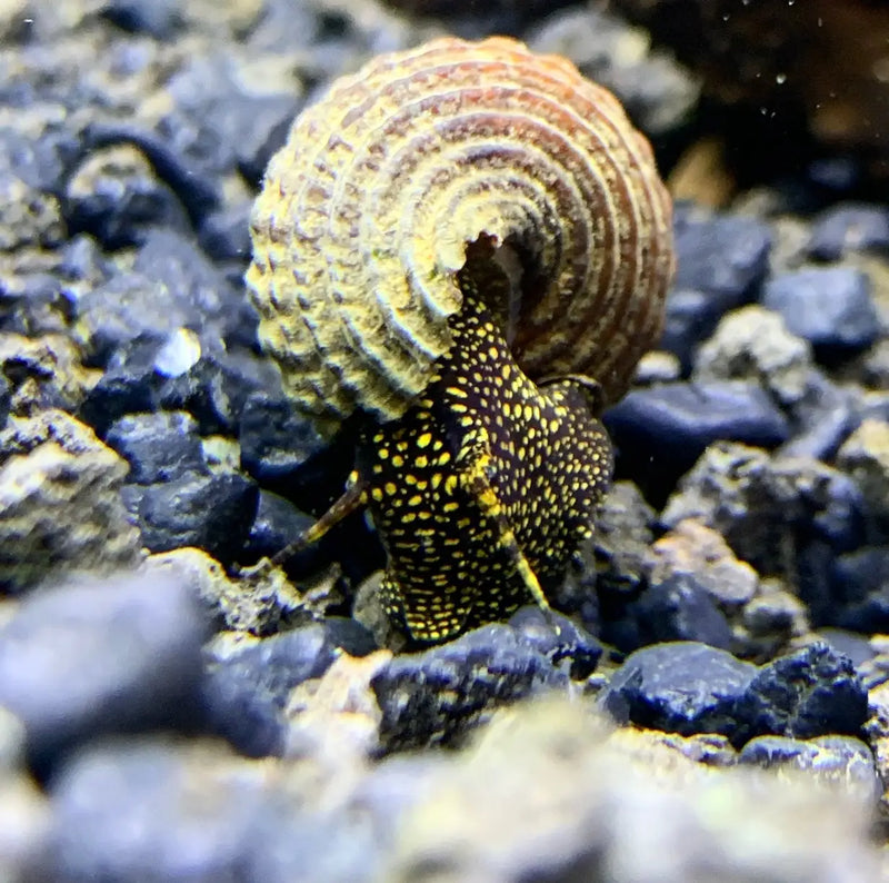 Yellow and black speckled 2 Yellow Spotlight Sulawesi Rabbit Snail shell