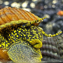 Yellow black striped turtle shell with brown seashell on 2 Sulawesi rabbit snails
