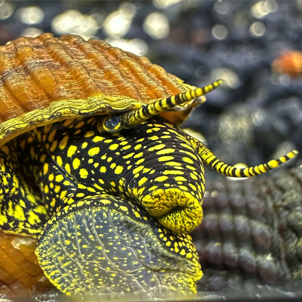 Yellow black striped turtle shell with brown seashell on 2 Sulawesi rabbit snails