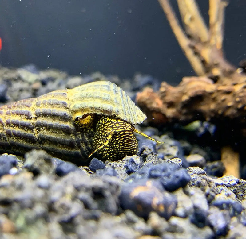 Yellow and black hermit crab in seashell with Sulawesi rabbit snails