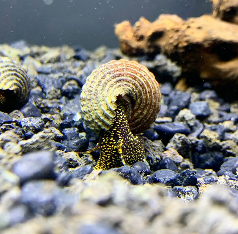 Yellow and black spiral snail shell on blue gravel background