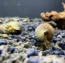 Gold and brown spiral shell of Yellow Spotlight Sulawesi Rabbit Snail on rocky substrate