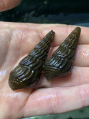 Dark brown ridged spiral seashell set of three, natural texture