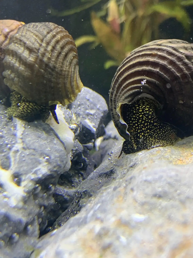2 Yellow Spotlight Sulawesi Rabbit Snails on polka dot shell decor